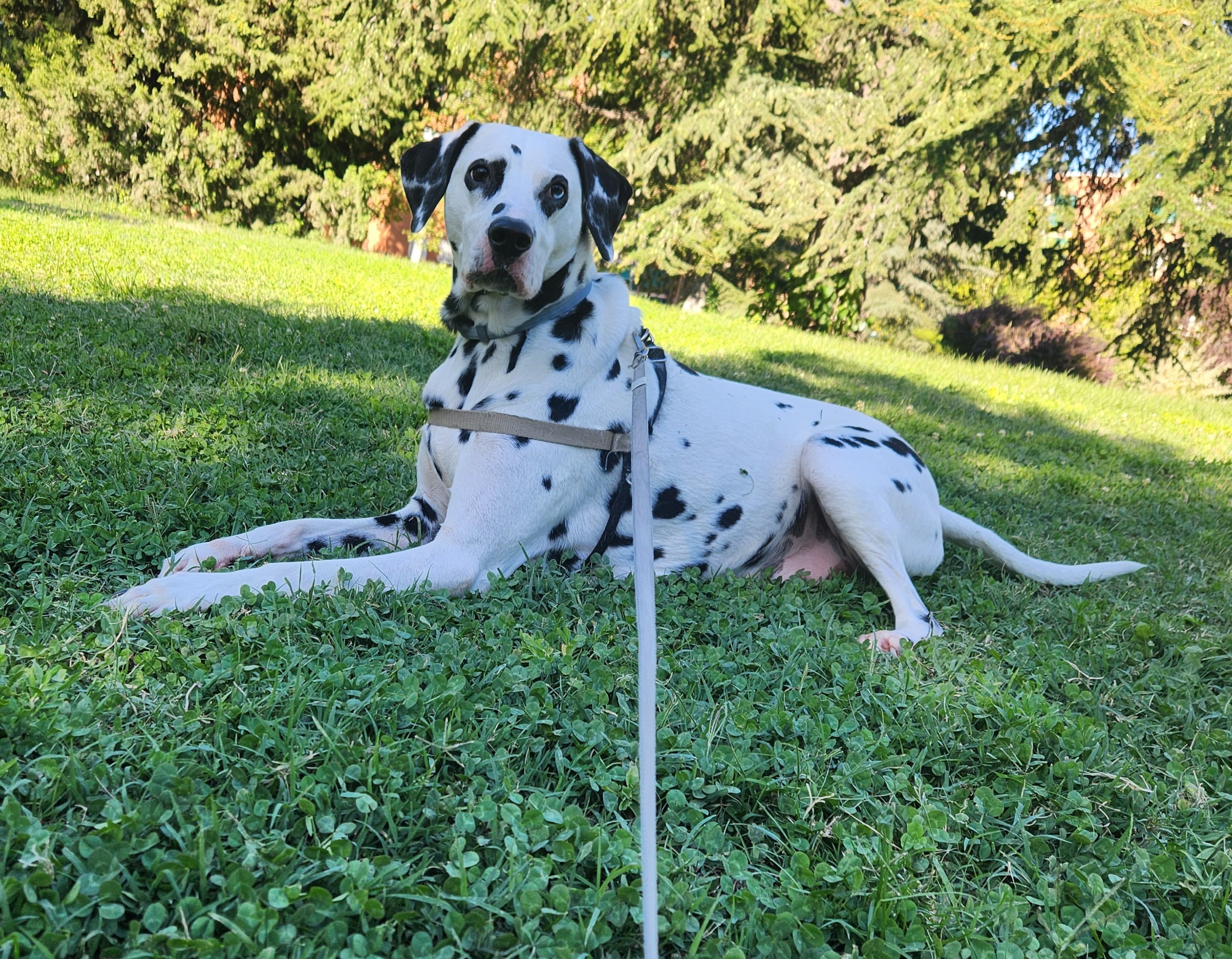 Sofia F.